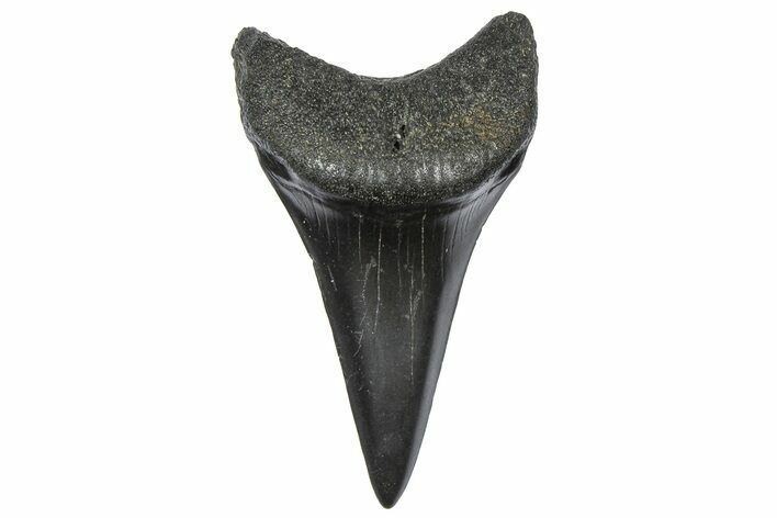 Fossil Broad-Toothed Mako Tooth - South Carolina #360865